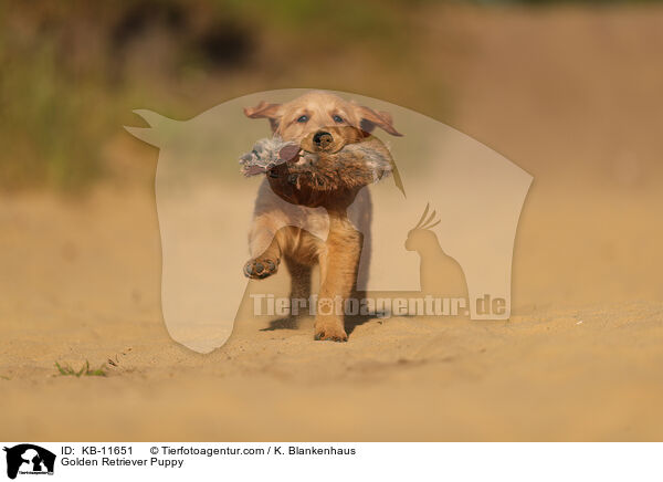 Golden Retriever Welpe / Golden Retriever Puppy / KB-11651
