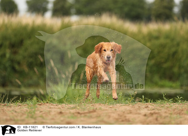 Golden Retriever / KB-11821