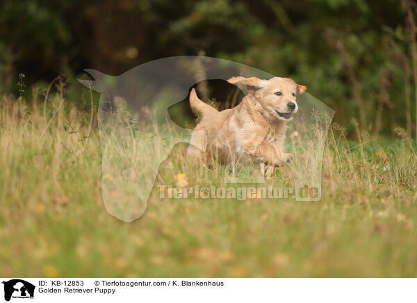 Golden Retriever Puppy / KB-12853