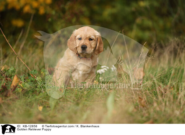 Golden Retriever Puppy / KB-12858