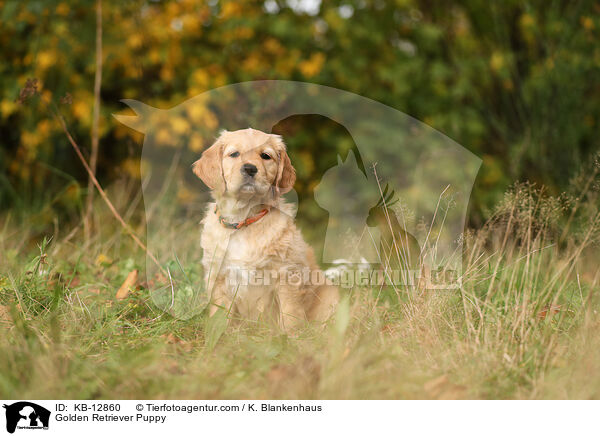 Golden Retriever Puppy / KB-12860