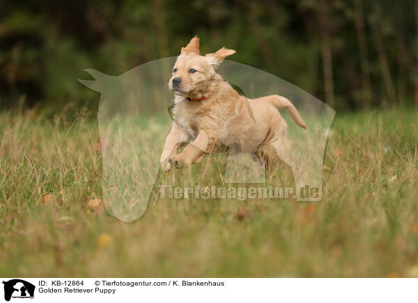 Golden Retriever Puppy / KB-12864