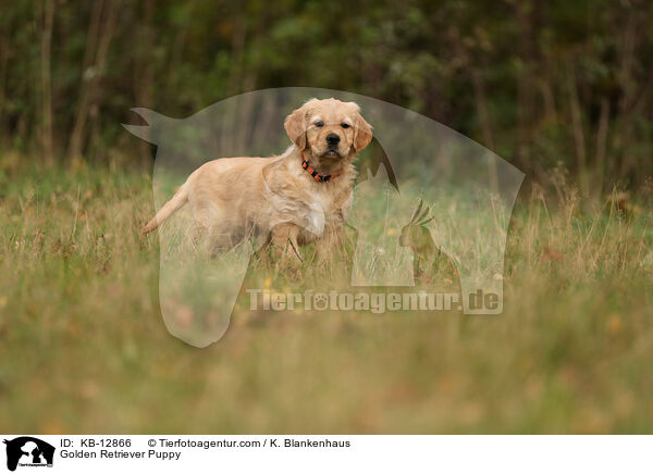Golden Retriever Puppy / KB-12866