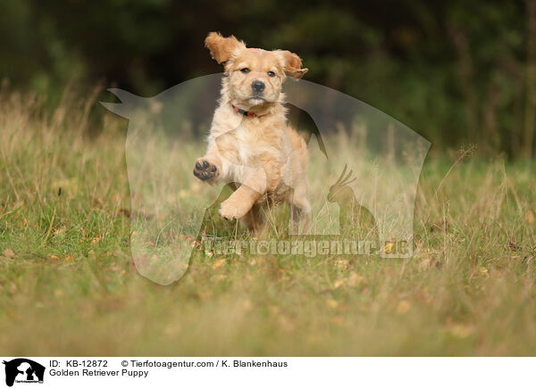 Golden Retriever Puppy / KB-12872