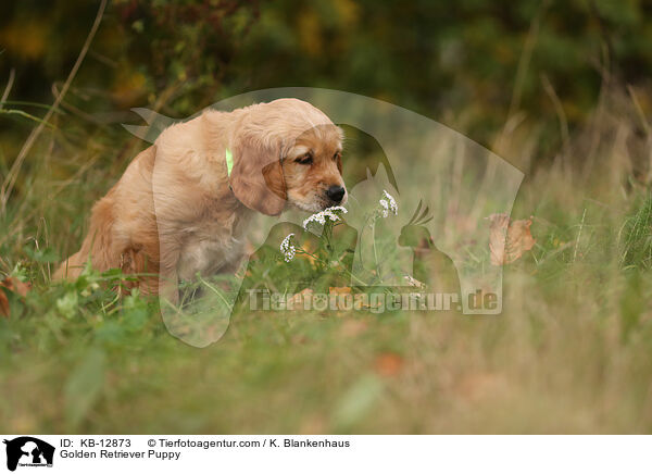 Golden Retriever Puppy / KB-12873