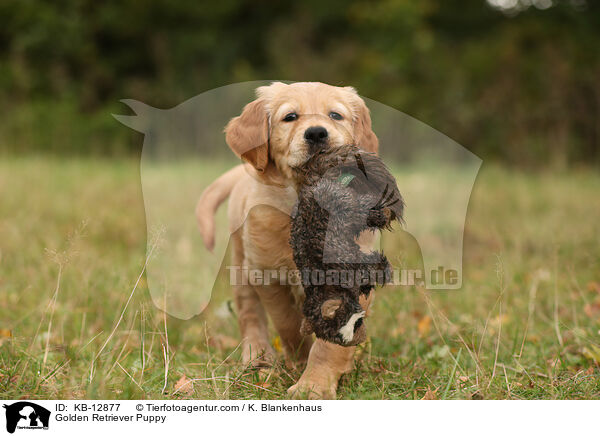 Golden Retriever Puppy / KB-12877