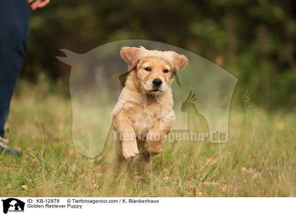 Golden Retriever Puppy / KB-12878