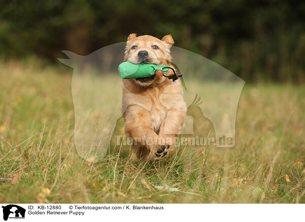Golden Retriever Puppy / KB-12880