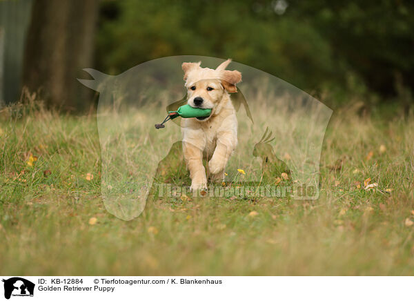Golden Retriever Puppy / KB-12884