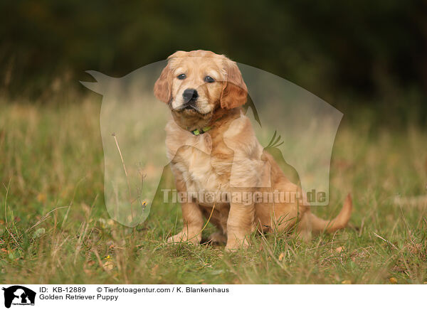 Golden Retriever Puppy / KB-12889