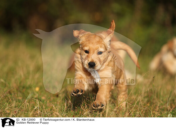 Golden Retriever Puppy / KB-12890