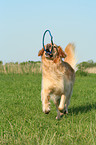 running Golden Retriever