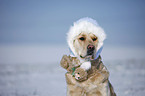 Golden Retriever Portrait