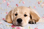 Golden Retriever Puppy