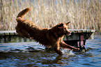 Golden Retriever jumps into the water