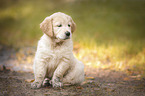 sitting Golden Retriever puppy