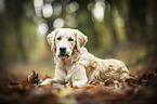 young Golden Retriever