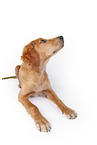 Golden Retriever in front of white background