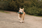 old Golden Retriever