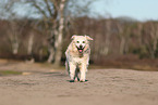 old Golden Retriever