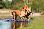 young Golden Retriever