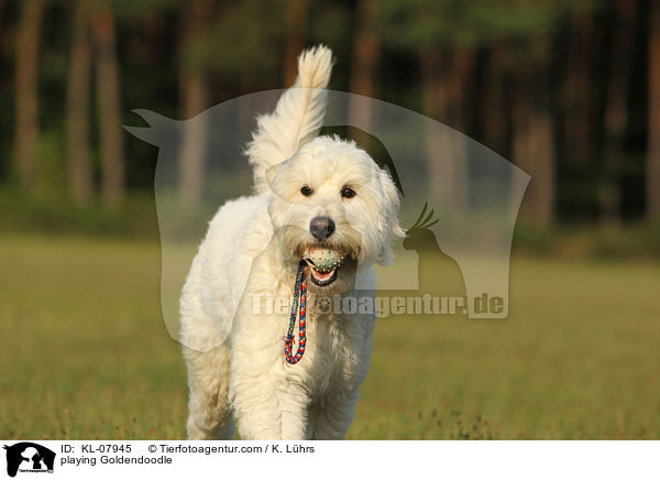 playing Goldendoodle / KL-07945