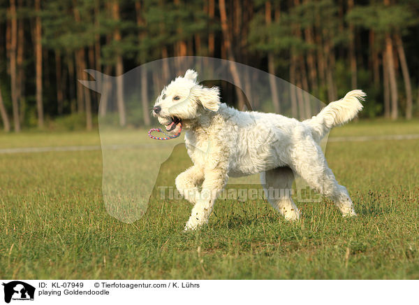 playing Goldendoodle / KL-07949