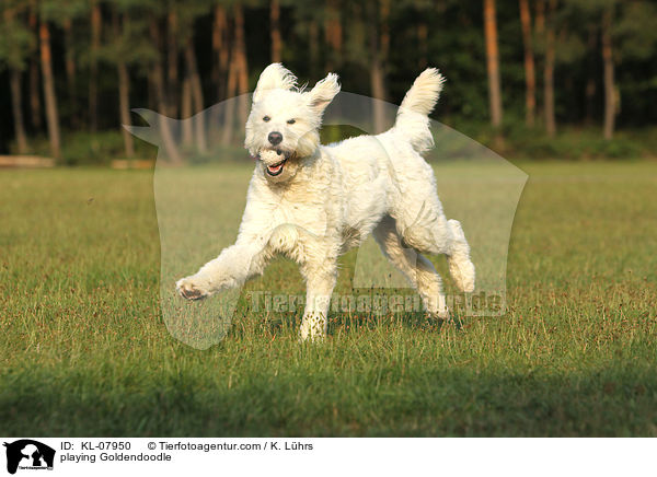 playing Goldendoodle / KL-07950