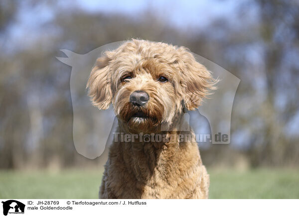 male Goldendoodle / JH-28769