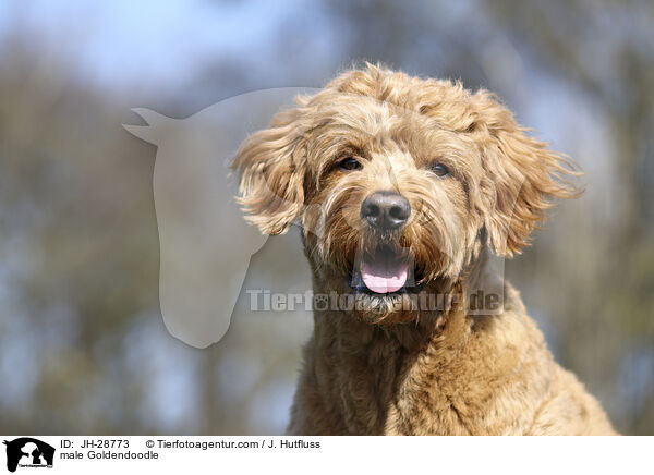 male Goldendoodle / JH-28773