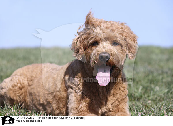 male Goldendoodle / JH-29272