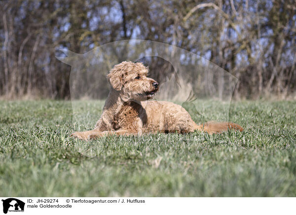 male Goldendoodle / JH-29274