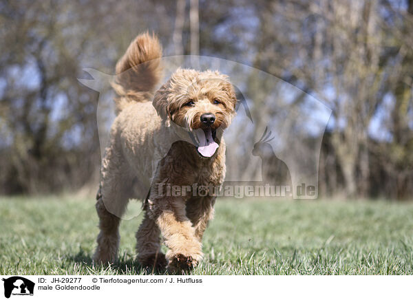 male Goldendoodle / JH-29277