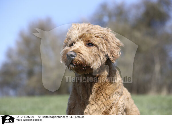 male Goldendoodle / JH-29280