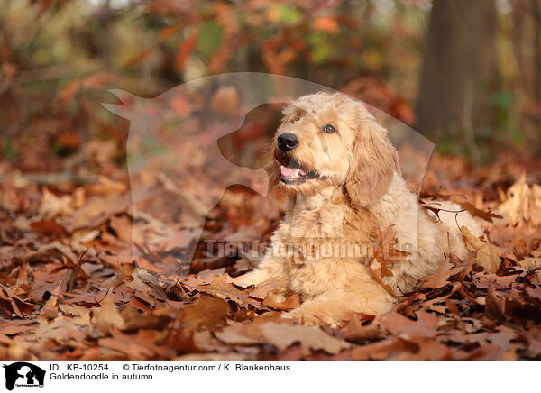 Goldendoodle in autumn / KB-10254