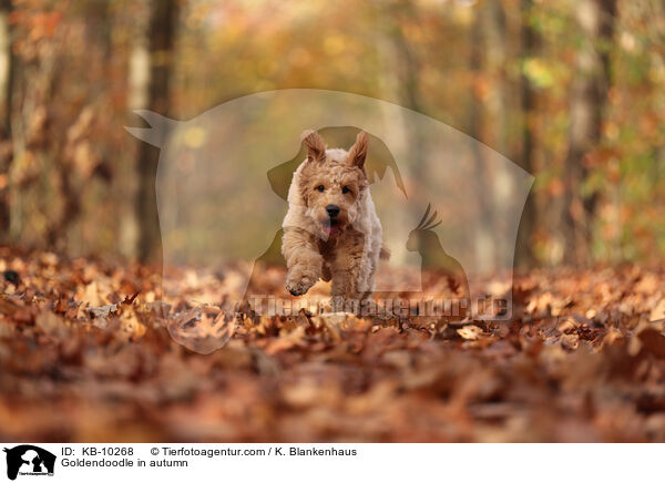 Goldendoodle in autumn / KB-10268