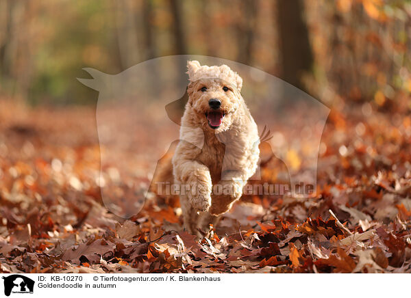 Goldendoodle in autumn / KB-10270