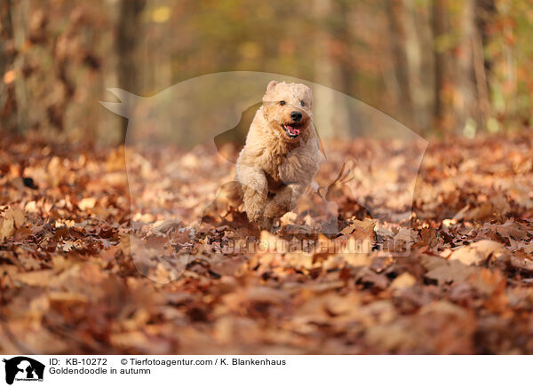 Goldendoodle in autumn / KB-10272