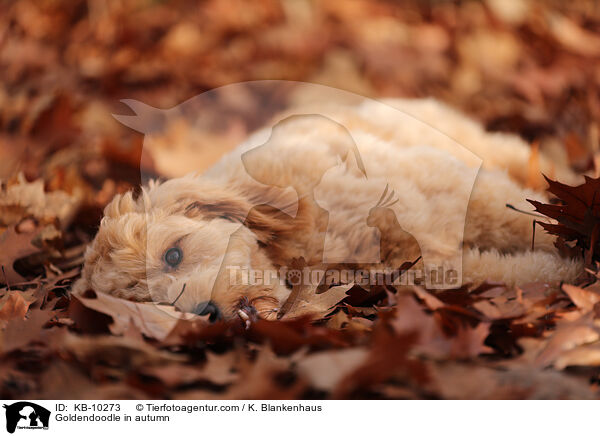 Goldendoodle in autumn / KB-10273
