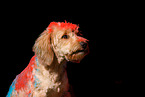 Goldendoodle at holi shooting