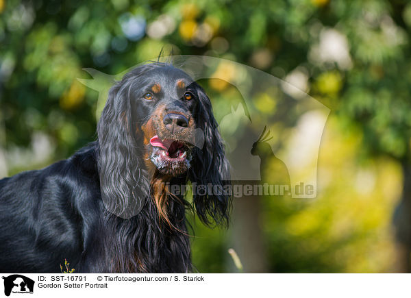 Gordon Setter Portrait / SST-16791