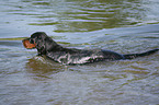 bathing Gordon Setter