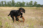 running Gordon Setter