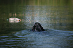 Gordon Setter retrieves dummy