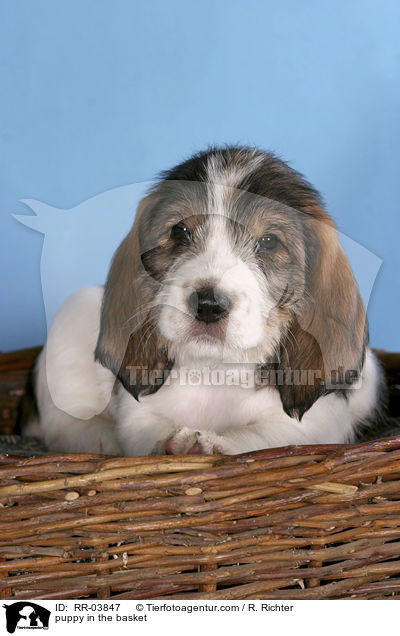 puppy in the basket / RR-03847