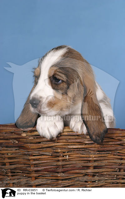 puppy in the basket / RR-03851