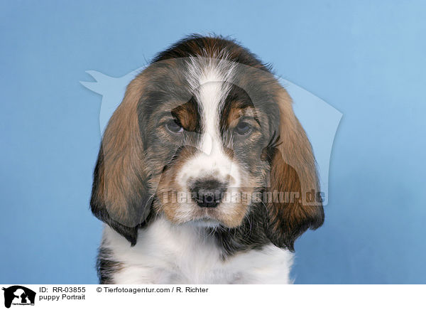 puppy Portrait / RR-03855