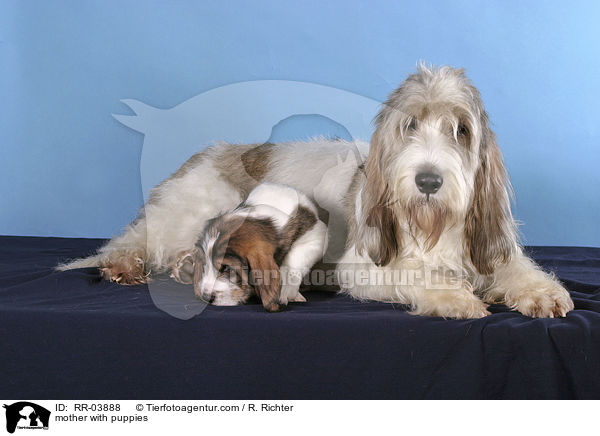 mother with puppies / RR-03888