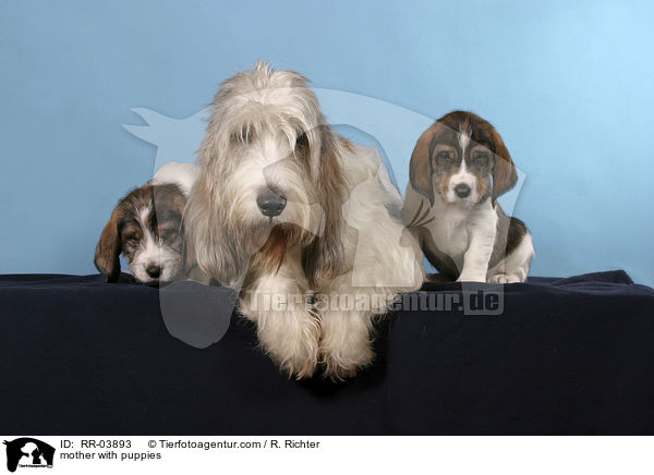 mother with puppies / RR-03893