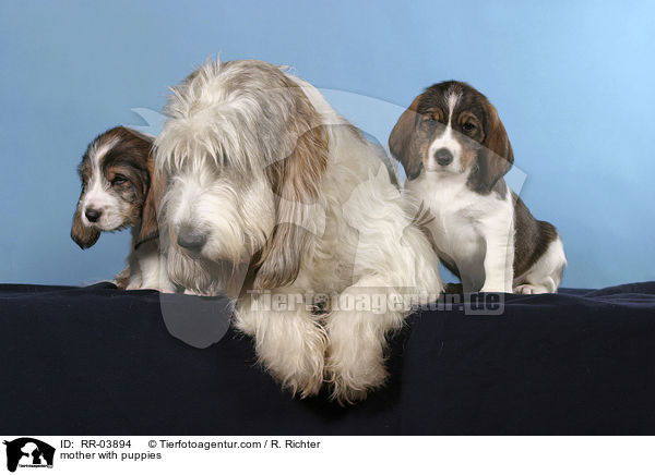 mother with puppies / RR-03894